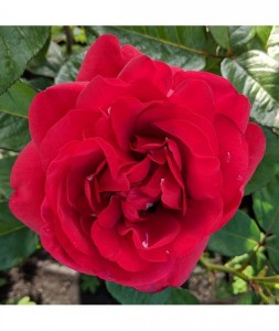 ONE IN A MILLION (floribunda)